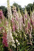 Load image into Gallery viewer, Foxglove Excelsior seeds Approx. 300

