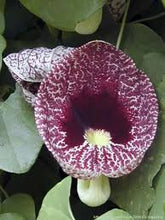 Load image into Gallery viewer, Gaping Dutchman&#39;sPipe seeds
