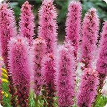 Load image into Gallery viewer, Gayfeather flower seeds-sale
