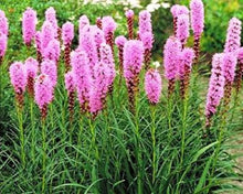 Load image into Gallery viewer, Gayfeather flower seeds-sale
