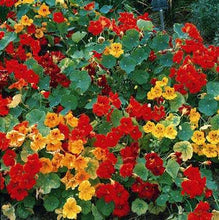 Load image into Gallery viewer, Giant Climbing Nasturium Mixed -seeds Approx 5

