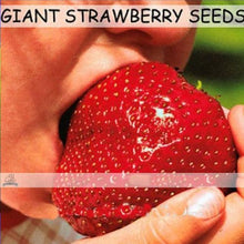 Load image into Gallery viewer, Giant Strawberry seeds
