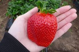 Giant Strawberry seeds