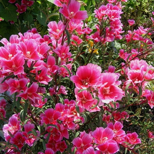 Godetia / Farewell To Spring Seeds-sale