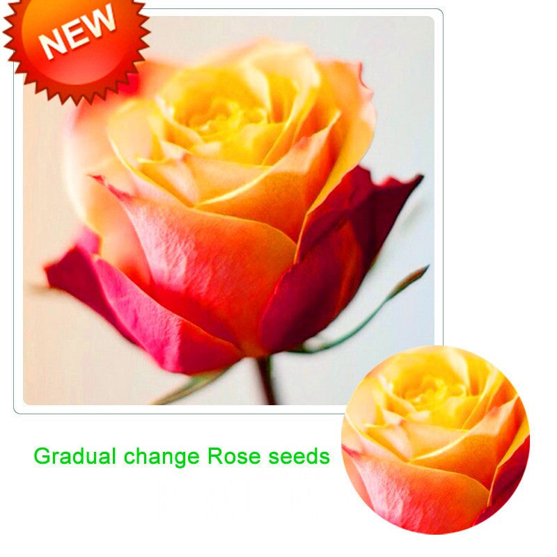 Gradual changing rose- seeds