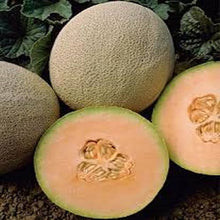 Load image into Gallery viewer, Two Melon Combo USDA Organic seeds
