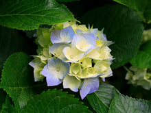 Load image into Gallery viewer, Annabelle White Hydrangea seeds ** approx. 5 **
