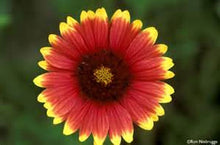 Load image into Gallery viewer, Indian Blanket seeds
