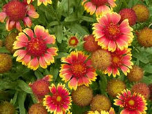 Load image into Gallery viewer, Indian Blanket seeds

