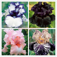 Load image into Gallery viewer, Collection of four Iris- seeds
