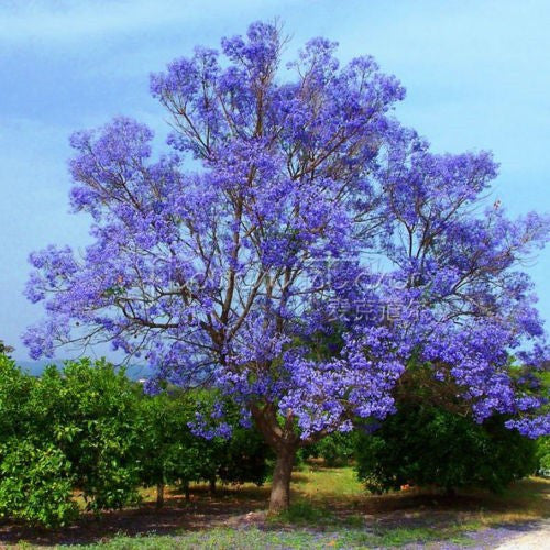 Blue Jacaranda Tree -20 seeds