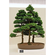 Load image into Gallery viewer, Japanese Cypress Bonsai seeds-10
