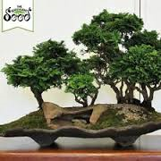 Japanese Cypress Bonsai seeds-10