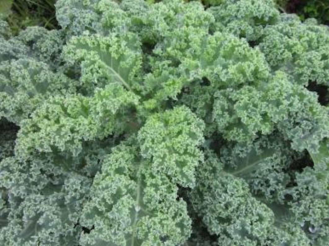 Blue curled Kale- Approx 100 seeds