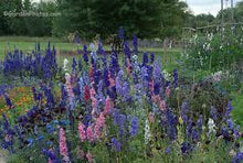 Load image into Gallery viewer, Larkspur Tall mix seeds Approx.100

