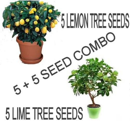 Lemon Tree/ Lime Tree seed pack Combo Special!!