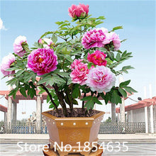 Load image into Gallery viewer, All Pinks Peony Mixed seeds-sale
