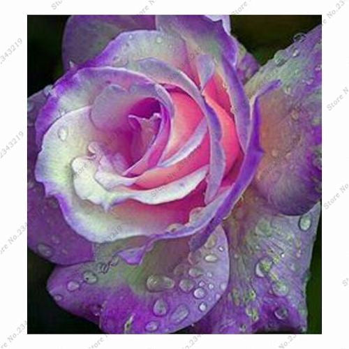 Light Purple and Pink Rose