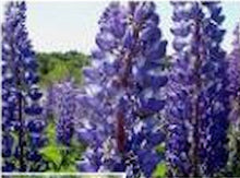 Load image into Gallery viewer, Lupine collection mixed- seeds
