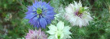Load image into Gallery viewer, LOVE IN THE MIST-- MIXED Color seeds
