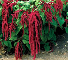 Load image into Gallery viewer, Love lies Bleeding  seeds Appox. 300
