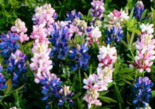 Load image into Gallery viewer, Lupine collection mixed- seeds
