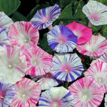 Load image into Gallery viewer, Morning Glory- Harlequin Mix seeds
