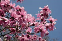 Load image into Gallery viewer, **RARE LIMITED SUPPLY!! Pink Magnolia Campbellii seeds
