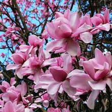 Load image into Gallery viewer, **RARE LIMITED SUPPLY!! Pink Magnolia Campbellii seeds
