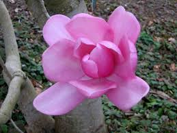 **RARE LIMITED SUPPLY!! Pink Magnolia Campbellii seeds