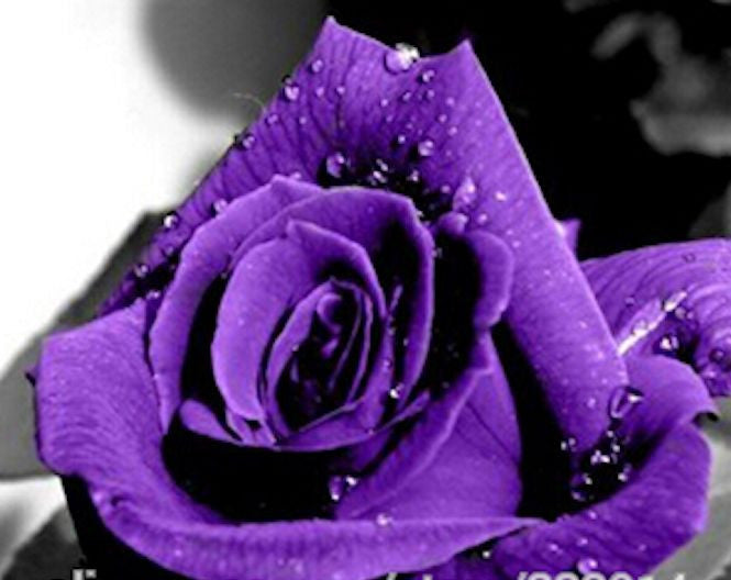 Majestic Purple Rose Seeds Approx. 12