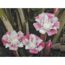 Load image into Gallery viewer, Malay Rose Torch seeds Approx 5
