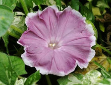 Load image into Gallery viewer, &quot;CHOCOLATE&quot; Morning Glory seeds approx 10
