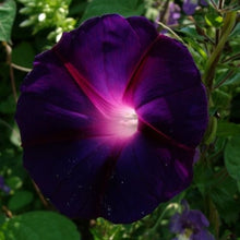 Load image into Gallery viewer, Morning Glory Seeds - Knowlians Black
