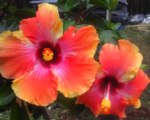 Load image into Gallery viewer, Hibiscus Yum-Yum-sale
