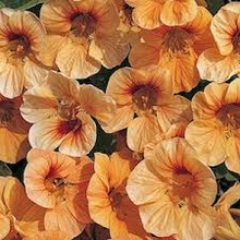 Load image into Gallery viewer, Nasturium &quot;Apricot&quot; 5 seeds
