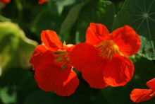 Load image into Gallery viewer, Nasturium &quot;Spitfire&quot; seeds Approx 5
