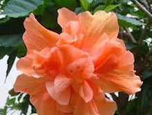 Load image into Gallery viewer, Orange Fluff Hibiscus -seeds
