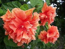 Load image into Gallery viewer, Orange Fluff Hibiscus -seeds
