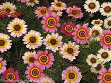 Load image into Gallery viewer, &quot;Painted Daisy&quot; seeds

