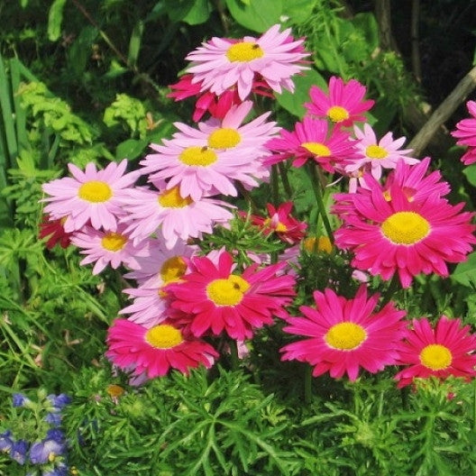 Painted Daisy Seeds - Robinsons Giant Mix