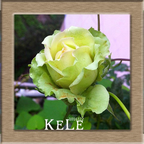 Pale green rose -seeds