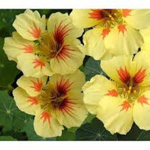Load image into Gallery viewer, &quot;Peach Melba&quot; Nasturium seeds
