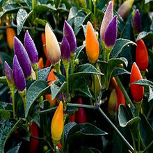 Load image into Gallery viewer, Mixed color ornamental pepper seeds-sale
