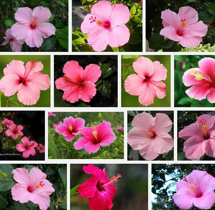 Pink Hibiscus mix- seeds Approx. 20