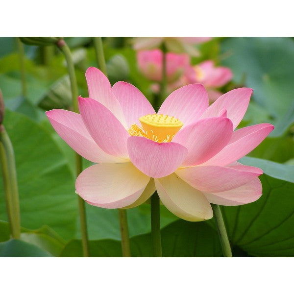 Pink Sacred Lotus seeds