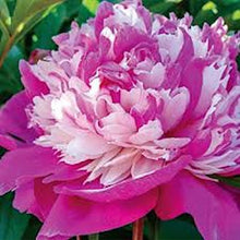 Load image into Gallery viewer, All Pinks Peony Mixed seeds

