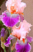 Load image into Gallery viewer, Pink and Purple Iris-sale
