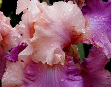Load image into Gallery viewer, Pink and Purple Iris-sale
