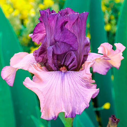 Pink and Purple Iris-sale
